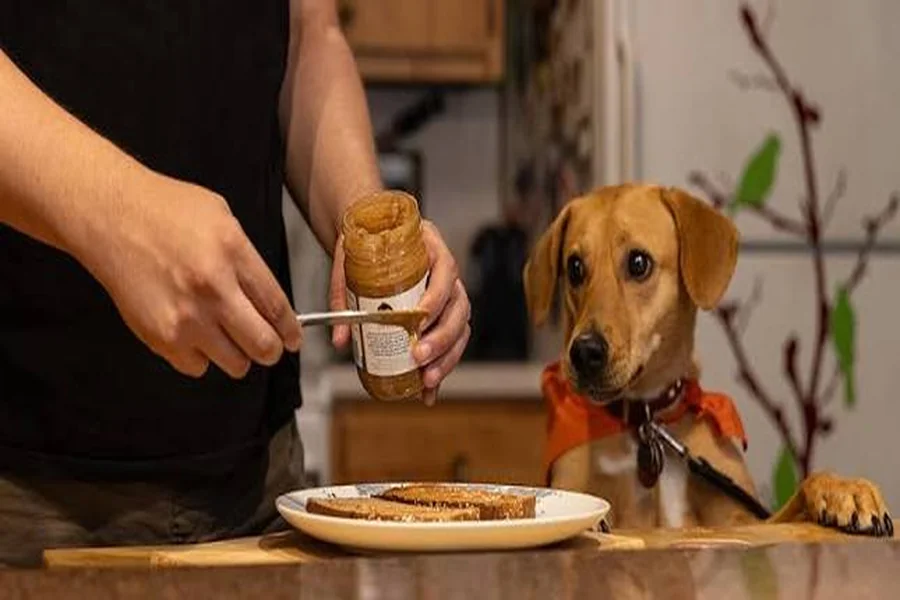 Toxic foods for dogs list