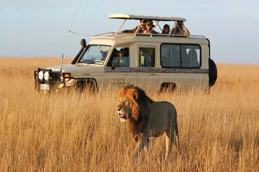 Wildlife Adventure